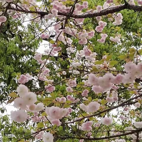 人间芳菲四月天，赛马比拼竞风釆