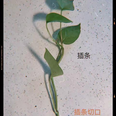 202殷悦生物作业