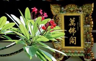 欣梅居士的美篇