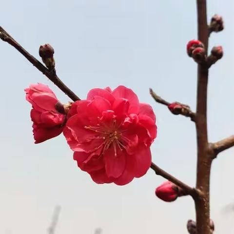 记大单元学习设计第一课 ---【整体认知：深度学习视角下的单元学习设计】