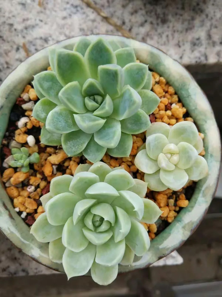 烟台多肉网站招聘信息_烟台多肉网站招聘信息最新