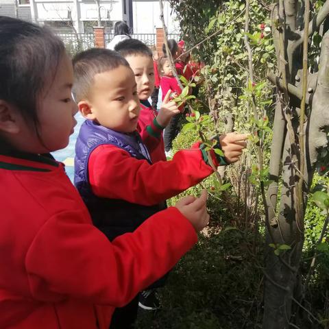 走进春天，拥抱自然.平安中心幼儿园中二班主题活动.