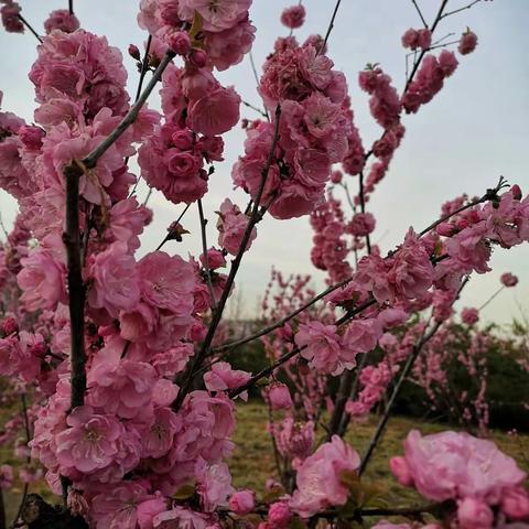 庄合幼儿园四月第一次主题活动     童心抗疫，人间芳菲四月天——生命教育