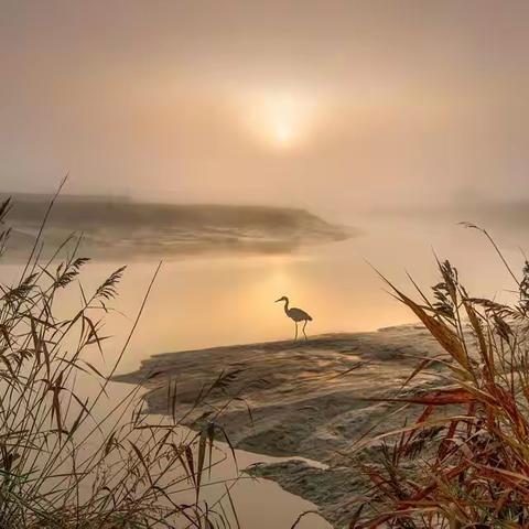 光流涧水鸟鸣枝