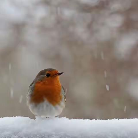 万斗寒酥封旷野