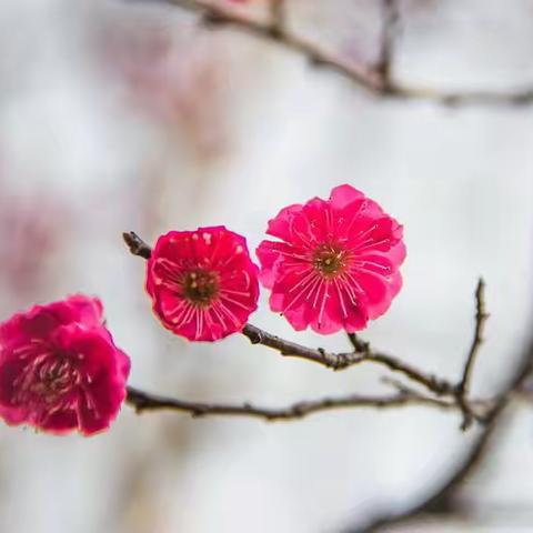 凝香尽醉待春归