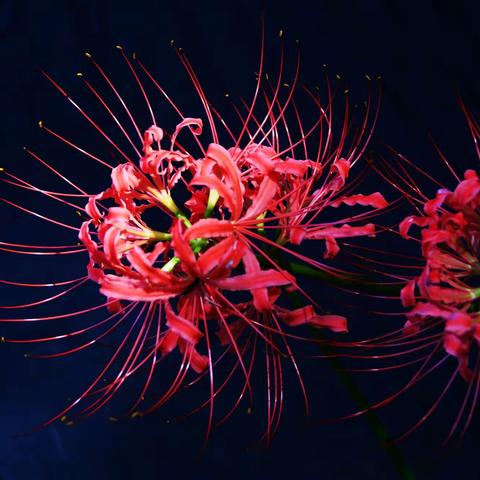 美丽动人的石蒜花