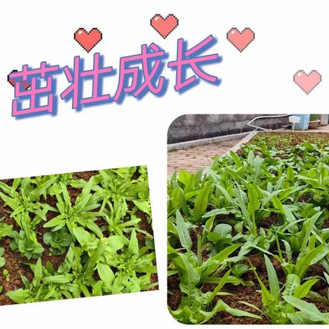 落红不是无情物，化作春泥更护花——1904彩虹菜园子第一波收获季