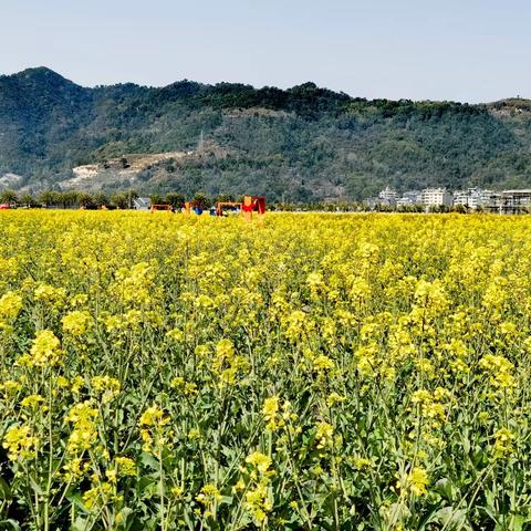 乐清市北塘花海百果风情园、浙江最美赏花胜地·李花谷、雁荡山灵峰景区一日游 2023.3.4