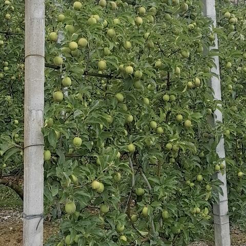 埃德蒙马赫基金会古优特树形结果状