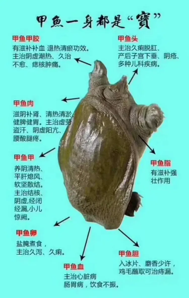 甲鱼的营养功效