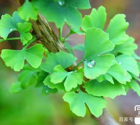 一分耕耘，一分收获——朱田镇小学英语教师素养展示准备活动