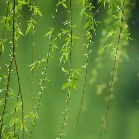 不负韶华抗疫情，携手并进提技能 --记嘉陵小学赛教选手培训视频会议