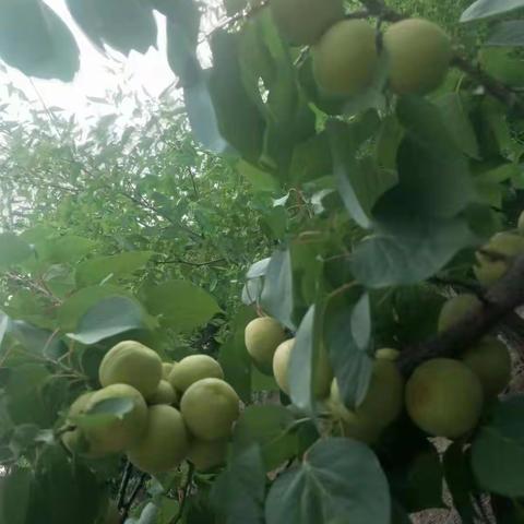 宣化区香白杏成熟了，快来采摘喽