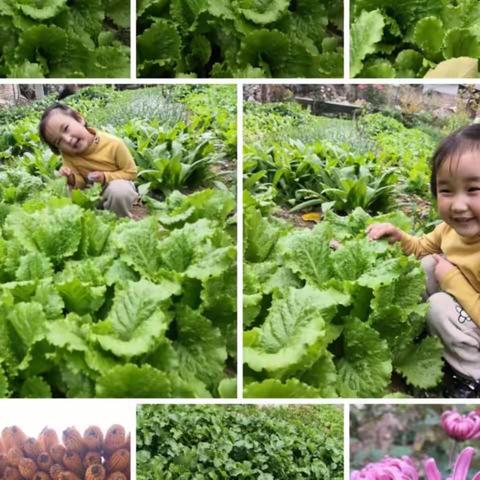 食之味 育之慧 | 城南幼儿园小五班植物园探究活动