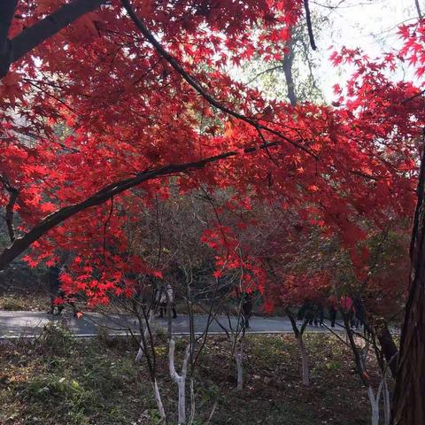 栖霞山的那一抹红