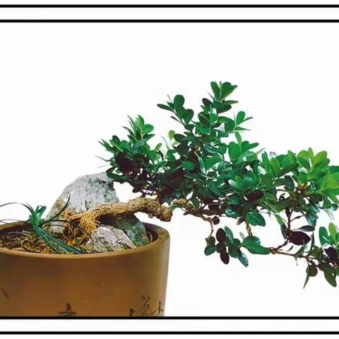 这几年努力学着种植的花花草草