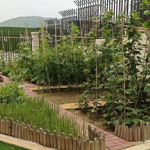 我们的专“薯”时光——海育幼儿园中一班