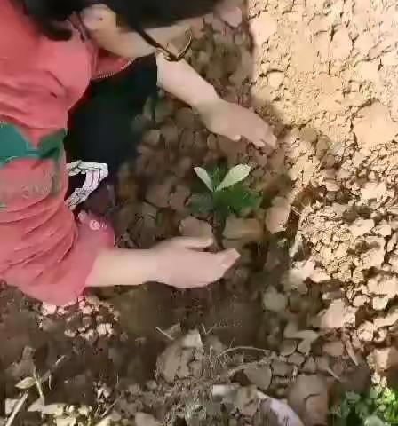 阳春三月，草长莺飞，孩子们今天是植树节，小树长大了，美化环境，净化空气，能真正为人类做好事。