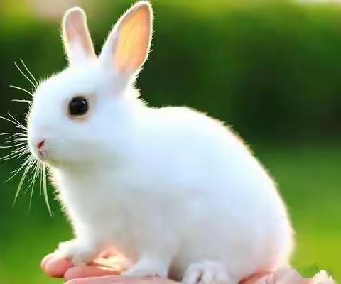 《可爱的兔子》🐰