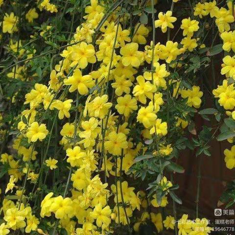 白雪花都幼儿园美三班—《迎春花》🌼