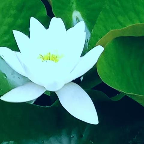 《爱 莲》