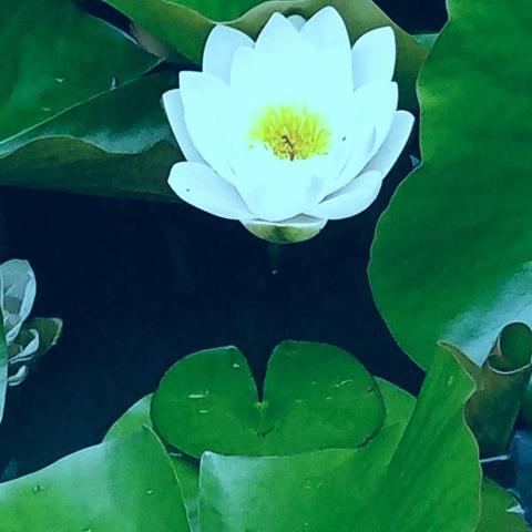 《白莲花》