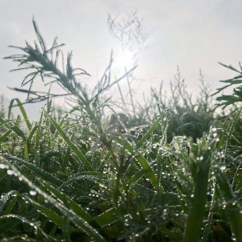杨 柳