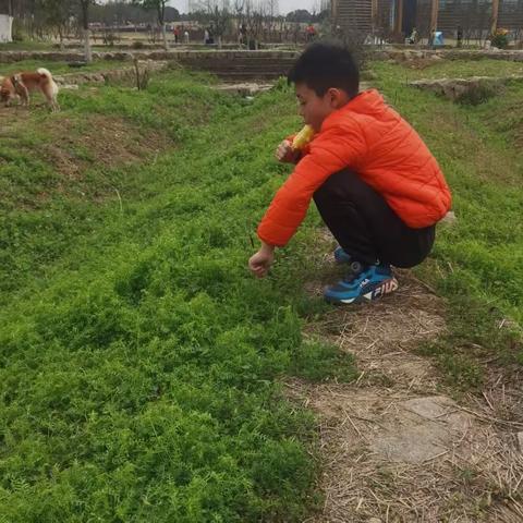 春之见   作者：承铭