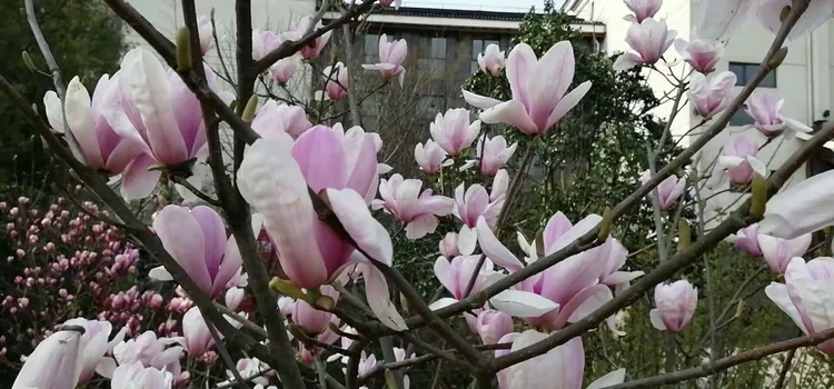 红玉兰树价格多少钱一棵