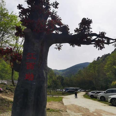 江西坳里杜鹃红