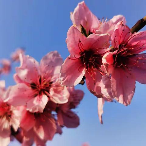 桃花朵朵开