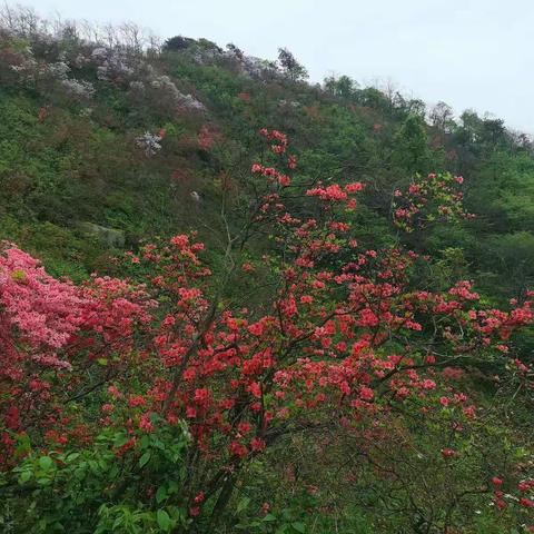 云居山上映山红
