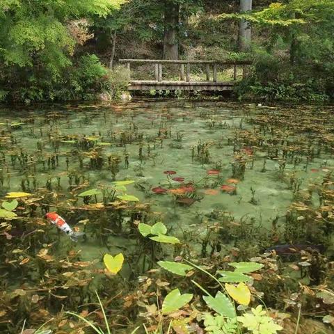 ＂梦幻池塘＂的营造研究浅谈