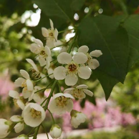 爱吃🐱的🐟的美篇