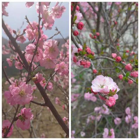 停课不停学，家校同心、静等花开---门源县第一寄宿制初级中学