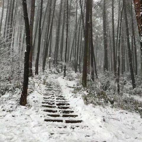 今天，我慢慢地听  雪落下的声音