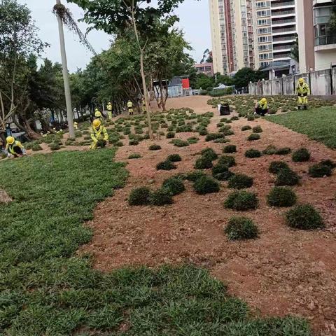 绿化管养部12月3日工作汇报