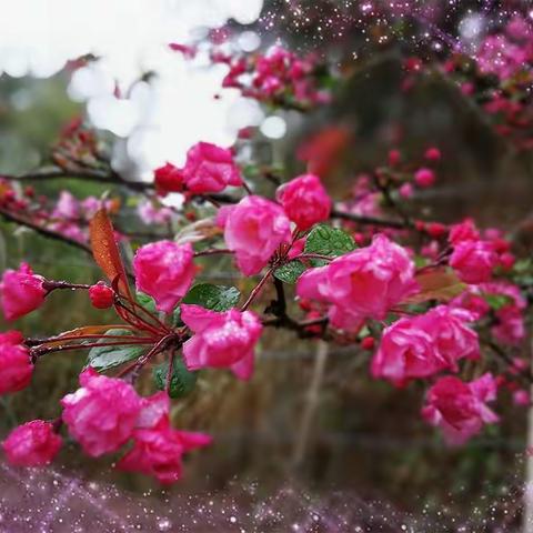 又到海棠花开季