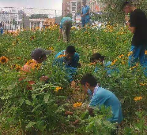 学生集体上阵清杂草——库尔勒市第十小学开展校园美化活动
