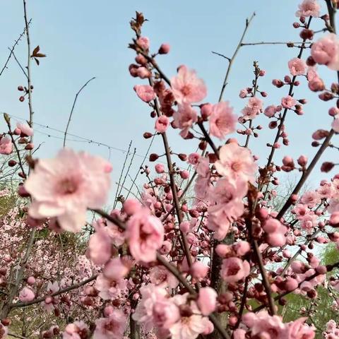 又见杏花红