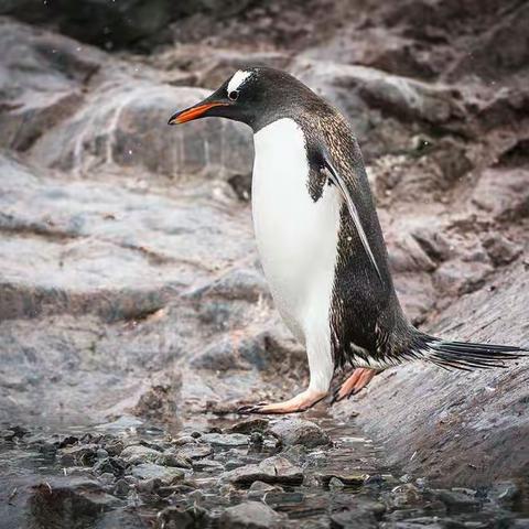 南极萌宝……趣说白眉企鹅