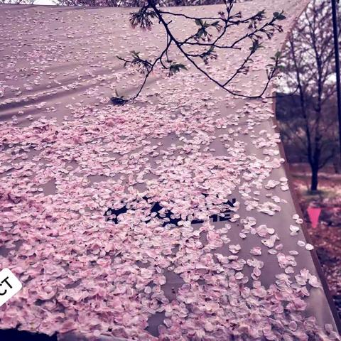 20230323烟雨江南，无你何欢——绍兴华景园看樱花#樱花
