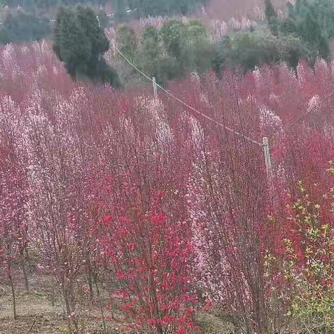 桃花岛游