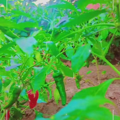 校园里的快乐农场  豆子、玉米🌽辣椒🌶️花生🥜红小豆……一份耕耘一份收获～♥