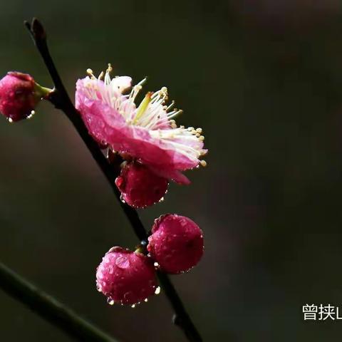 红梅花儿开