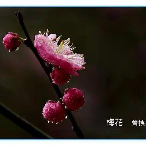 《梅》闻道梅花圻晓风，雪堆遍满四山中。何方可化身千亿，一树梅花一放翁。
