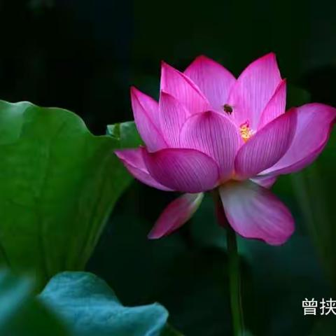 《荷韵》