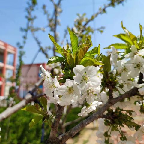 骨干引领，且研且行---石门小学科学实践课暨骨干教师示范课