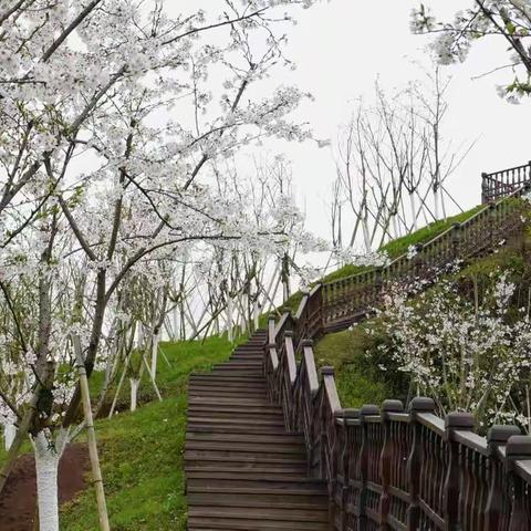 樱花盛开贡水河畔